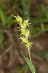 Coastal sandbur